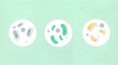 重症肺炎别漏诊!DNA+RNA 双检流程精准识别混合感染